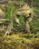 toad